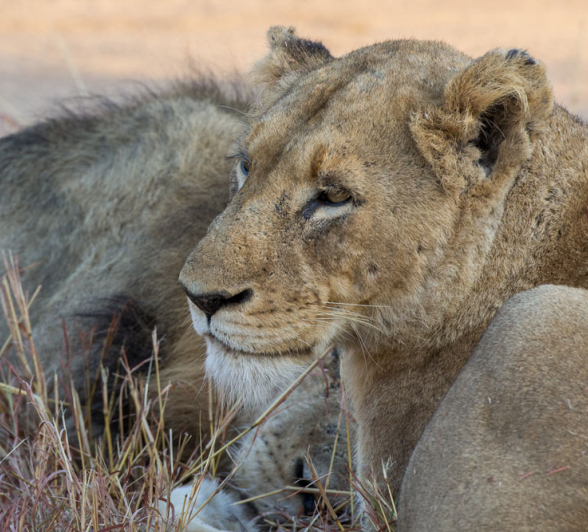 SP Lioness With SRM 1 SP Lioness With SRM 1