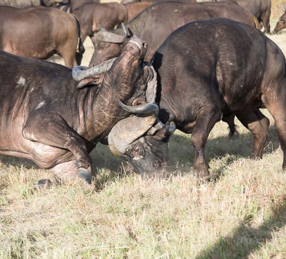 Kosie Buff Blog Kosie Buff Blog