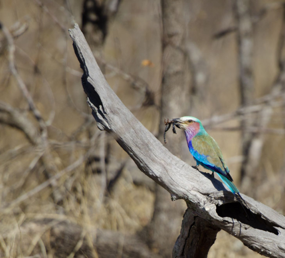 Mike L Roller Mike L Roller