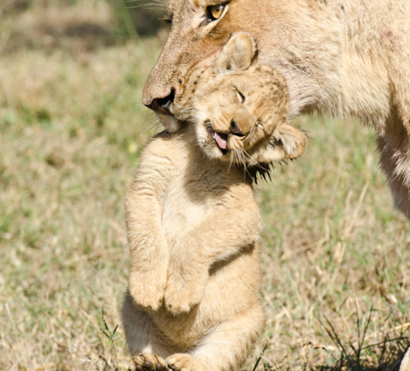 Southern Pride 7 Southern Pride 7