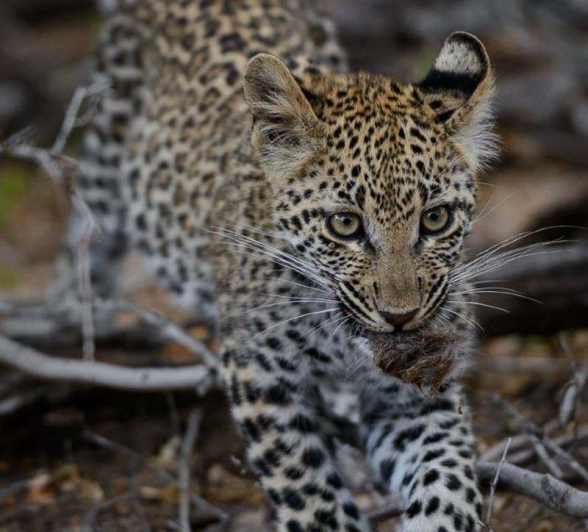 12Mike Palmer LBC Cub 060616 3 12Mike Palmer LBC Cub 060616 3