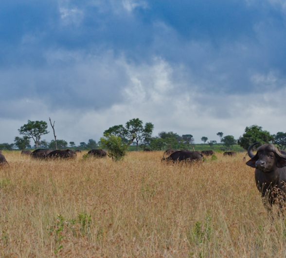 Buffalo Herd 5 Buffalo Herd 5