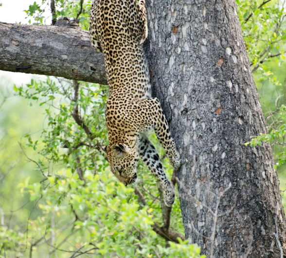 Leopard Leopard