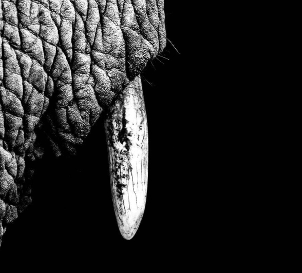 25Sheldon Hooper Elephant Tusk 25Sheldon Hooper Elephant Tusk