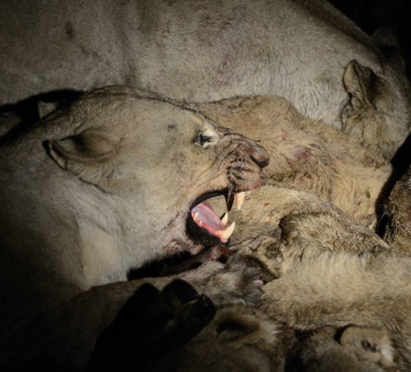 Southern Pride Eating Buffalo 4 Southern Pride Eating Buffalo 4