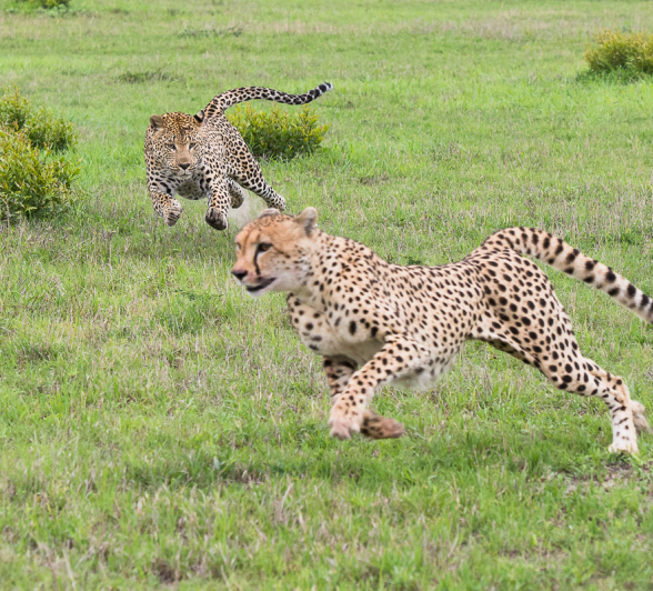 Cheetahchase 2 Cheetahchase 2