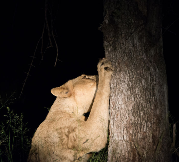 Southern Pride 2 Southern Pride 2