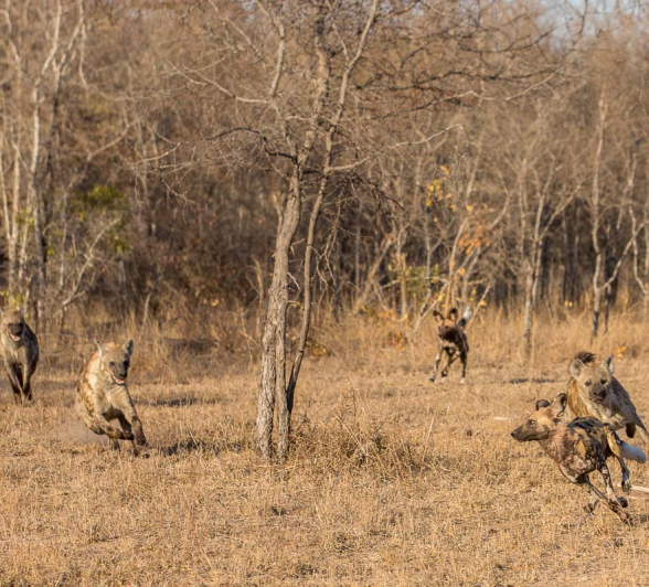 08Pravir Patel Wild Dog And Hyena02 08Pravir Patel Wild Dog And Hyena02