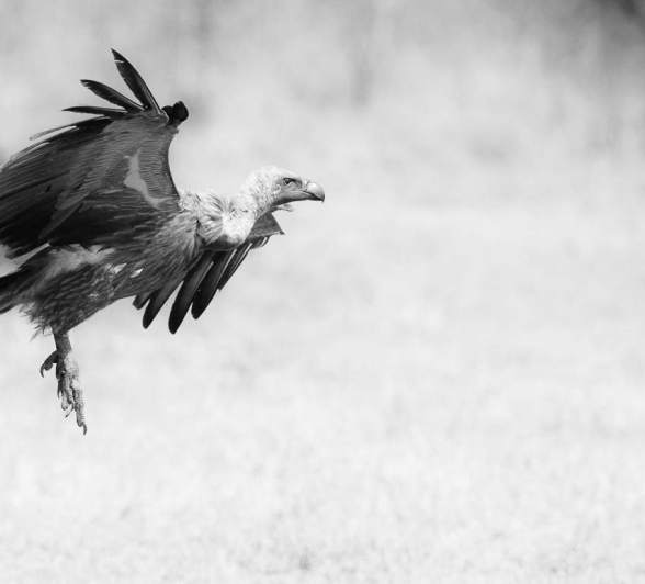 07Terry Ennever Ww Hyenas13 07Terry Ennever Ww Hyenas13