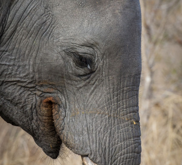 Young Ellie Close Up Young Ellie Close Up