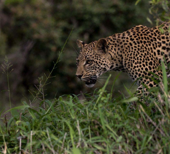 24Mike L White Dam And Cub 24Mike L White Dam And Cub