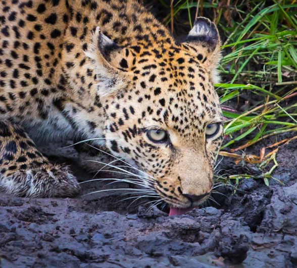 Little Bush 01 Little Bush 01