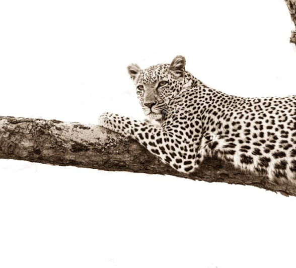 Little Bush 02 Little Bush 02