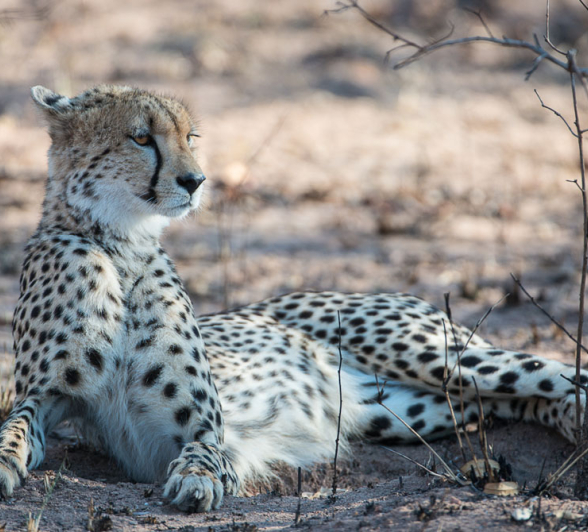 Cheetah Earth.Terry  Cheetah Earth.Terry