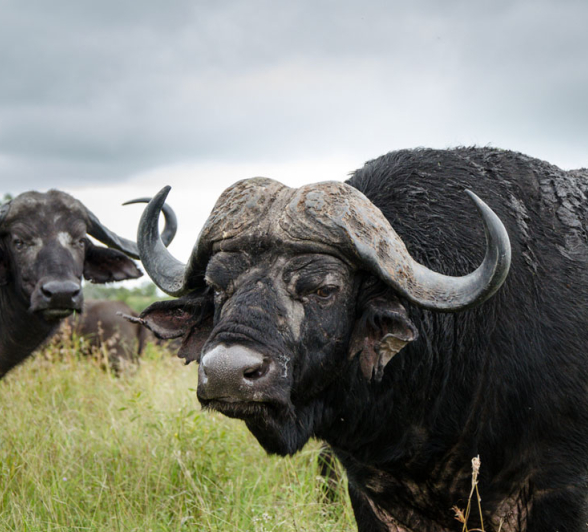 Buffalo Breeding Herd 1 Buffalo Breeding Herd 1