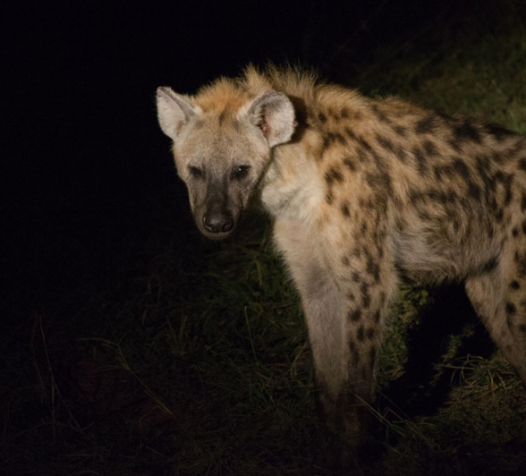 Hyena 2 Hyena 2