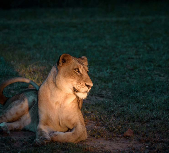 Mike Palmer SP Lionesses 3 Mike Palmer SP Lionesses 3