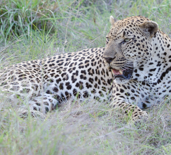 Dominant Male Leopard Dominant Male Leopard