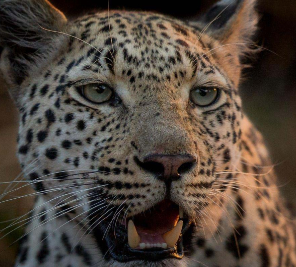 19Pravir Patel Leopard02 081015 19Pravir Patel Leopard02 081015
