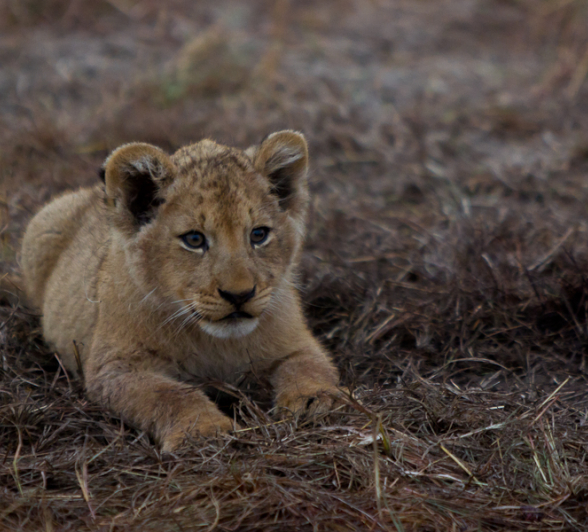 Lion Cub Lion Cub