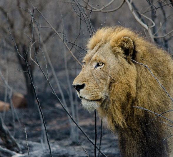 Solo Steve Solo Steve