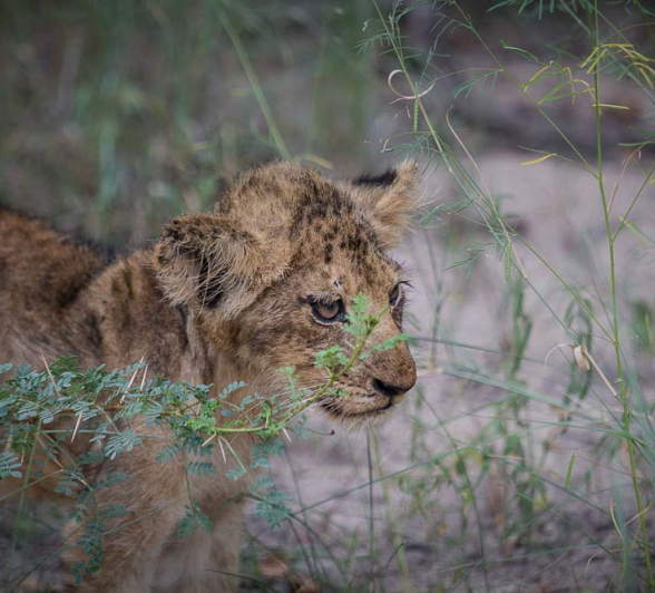 Kosie Cub Blog2 Kosie Cub Blog2