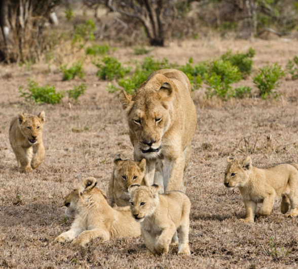 Southern Pride Lion Cubs 4 Southern Pride Lion Cubs 4