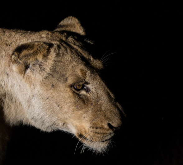 Mandleve Backlit 2 Mandleve Backlit 2