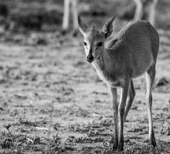 36Kevan Dobbie Duiker 1 36Kevan Dobbie Duiker 1