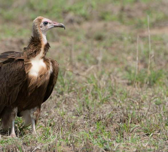 08Terry Ennever Ww Hyenas15 08Terry Ennever Ww Hyenas15