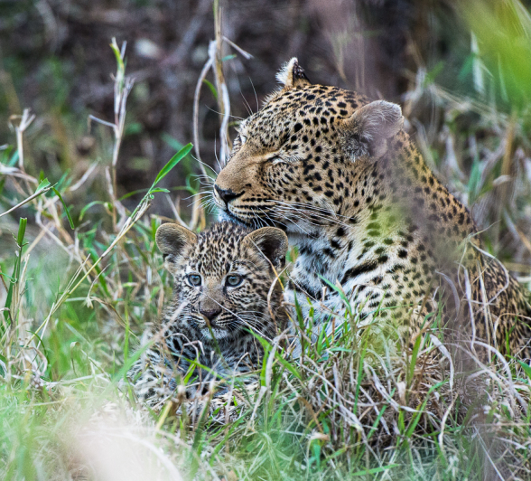 Warthog Wallow And Cub 4 Warthog Wallow And Cub 4