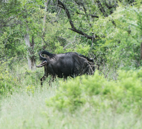 Wildebeest Birth 3 Wildebeest Birth 3