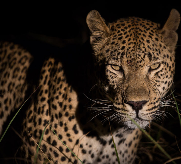 Maxabeni Pravir Maxabeni Pravir