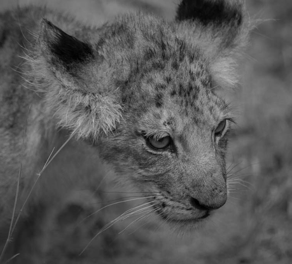 Kosie Cub Blog Kosie Cub Blog