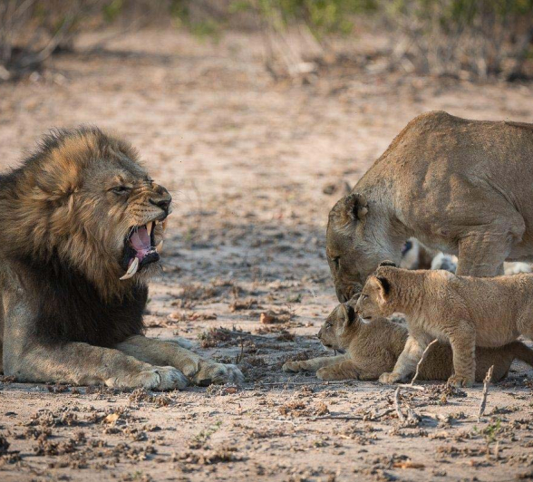 28Terry Ennever Lions And Cubs 6 9 16 3 28Terry Ennever Lions And Cubs 6 9 16 3