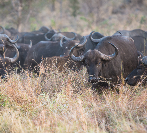 Lion Hunts Buffalo 4 2 Lion Hunts Buffalo 4 2