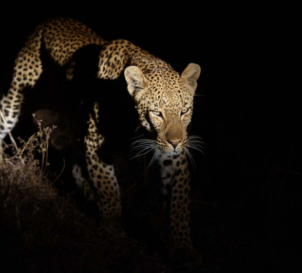 16Mike Palmer Mandleve Ingwe D. 2 16Mike Palmer Mandleve Ingwe D. 2