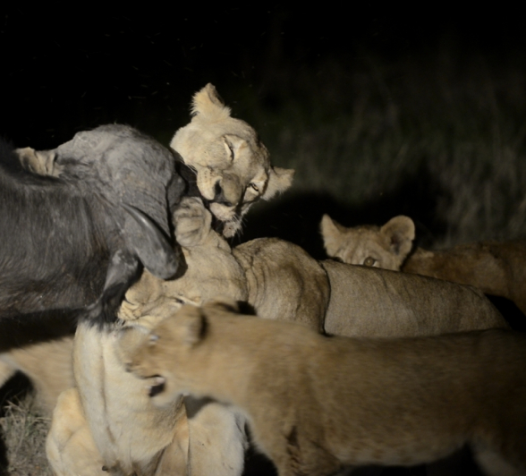 Southern Pride Kill Buffalo 6 Southern Pride Kill Buffalo 6