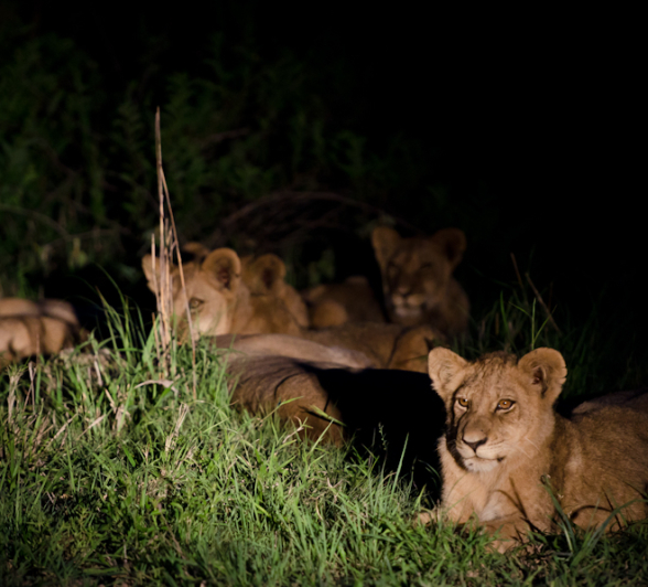 Southern Pride 4 Southern Pride 4
