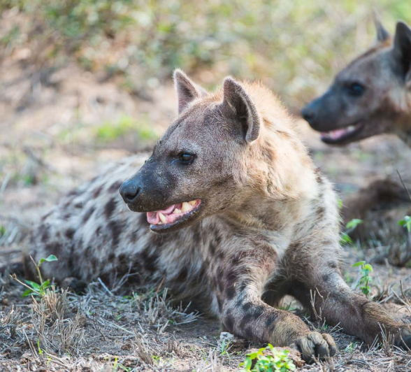 10Terry Ennever Ww Hyenas6 10Terry Ennever Ww Hyenas6