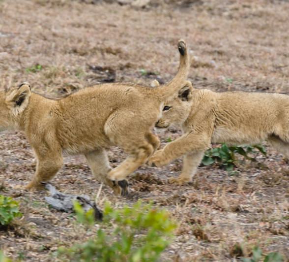 Southern Pride Lion Cubs 5 Southern Pride Lion Cubs 5