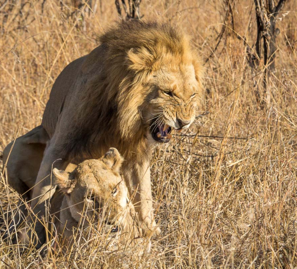 01Kosie Lategan Lionsmate1 01Kosie Lategan Lionsmate1