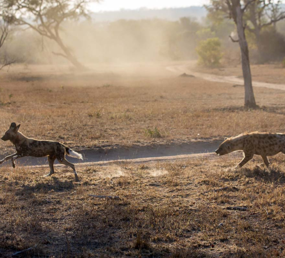 09Pravir Patel Wild Dog And Hyena03 09Pravir Patel Wild Dog And Hyena03