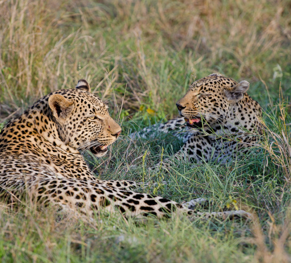 Mother And Son Leopard Mother And Son Leopard