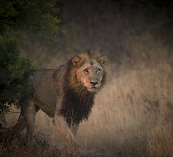 Lions Lions