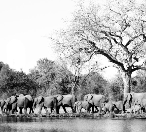 Elephant Steve Elephant Steve