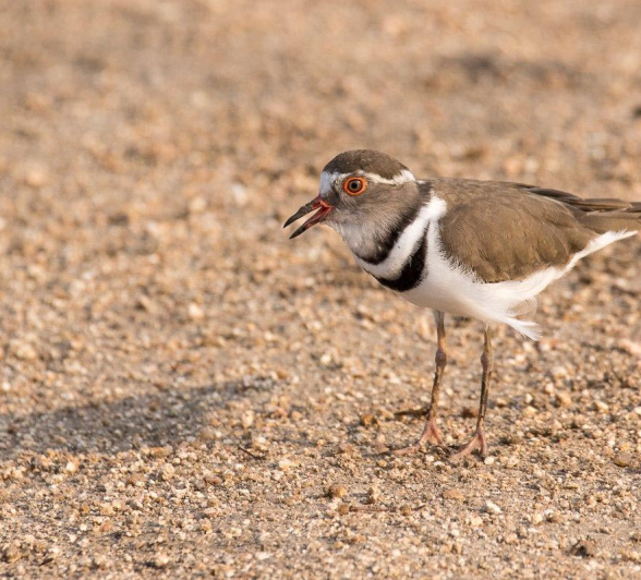 35Franscois Rosslee Plover 35Franscois Rosslee Plover
