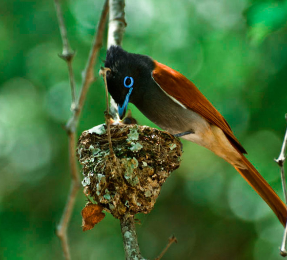Paradise Flycatcher 8 Paradise Flycatcher 8