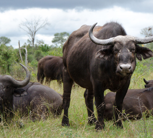 Buffalo Breeding Herd 2 Buffalo Breeding Herd 2
