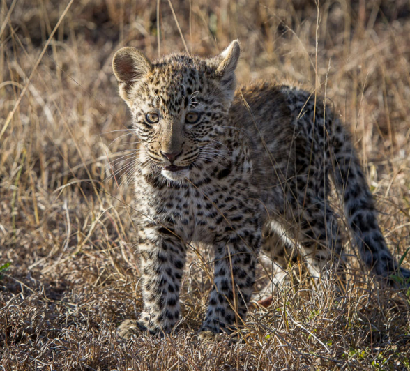 Nottins Cub 3 Nottins Cub 3